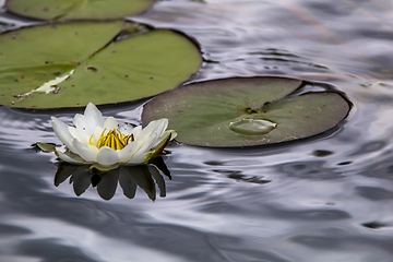 Image showing White water lily in water.