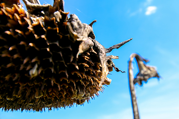 Image showing Deflorate, withered sunflower on background of blue sky.