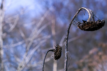 Image showing Closeup of deflorate, withered sunflowers.