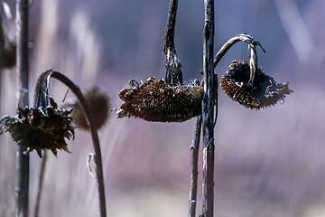 Image showing Closeup of deflorate, withered sunflowers.