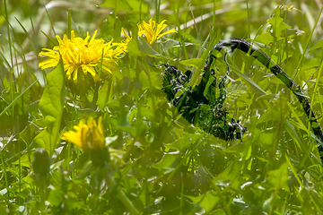 Image showing Sunflower in green dandelion meadow.