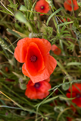 Image showing Blooming red poppy flowers on summer meadow.