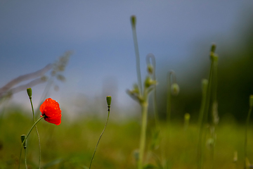 Image showing Blooming red poppy flowers on summer meadow.