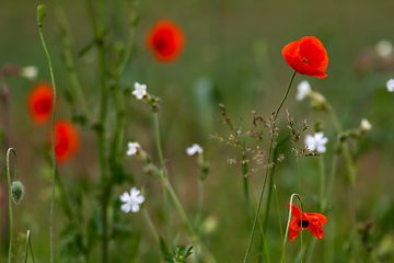 Image showing Blooming red poppy and white flowers on meadow.