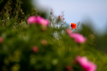 Image showing Blooming red poppy and pink flowers on meadow.