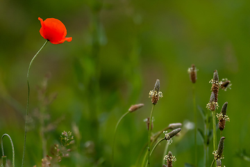 Image showing Blooming red poppy flowers on summer meadow.