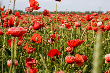 Image showing Landscape of red poppy flowers on meadow.