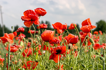 Image showing Landscape of red poppy flowers on meadow.