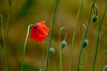 Image showing Blooming red poppy flowers on summer meadow.