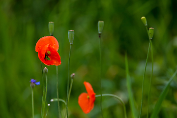 Image showing Blooming red poppy flowers on summer meadow.