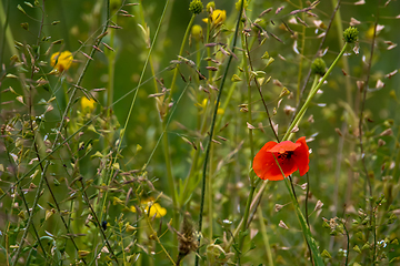 Image showing Blooming red poppy and yellow flowers on meadow.