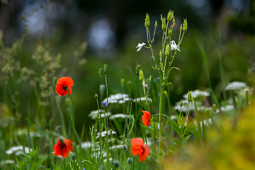 Image showing Blooming red poppy and white flowers on meadow.