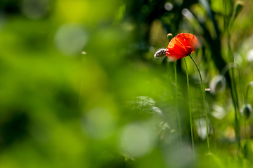 Image showing Blooming red poppy flowers on summer meadow.