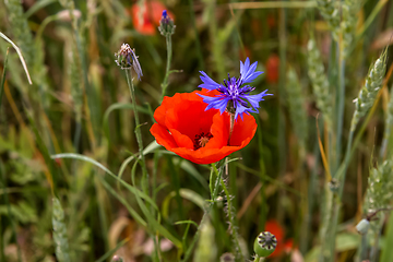 Image showing Blooming red poppy flowers and cornflower on meadow.