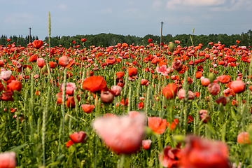 Image showing Landscape of red poppy flowers on meadow.