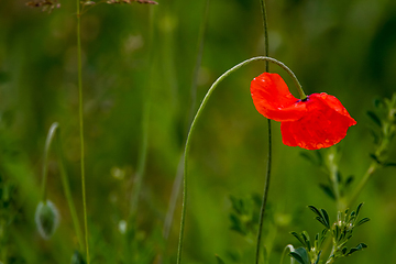 Image showing Blooming red poppy flowers on summer meadow.