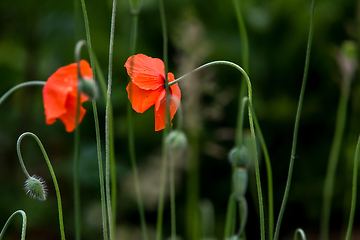 Image showing Blooming red poppy flowers on summer meadow.