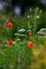 Image showing Blooming red poppy flowers on summer meadow.