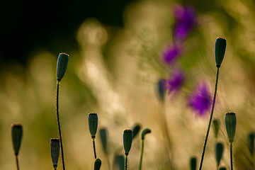 Image showing Poppy seed boxes on summer meadow.