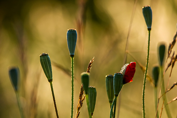 Image showing Poppy seed boxes on summer meadow.