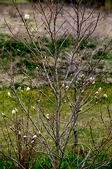 Image showing Magnolia bush in the spring, Latvia. 