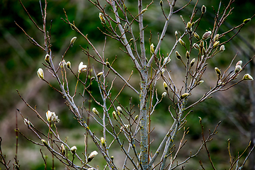 Image showing Magnolia bush in the spring, Latvia. 