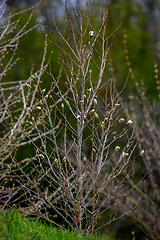 Image showing Magnolia bush in the spring, Latvia. 