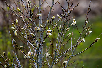 Image showing Magnolia bush in the spring, Latvia. 