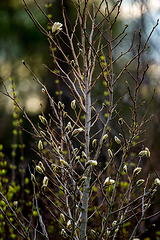 Image showing Magnolia bush in the spring, Latvia. 