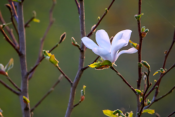 Image showing Close up of magnolia flower in spring.