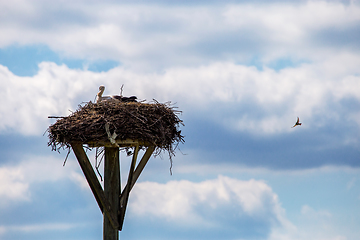 Image showing Storks baby in nest on blue sky background.