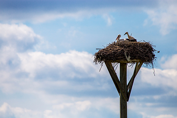 Image showing Storks baby in nest on blue sky background.