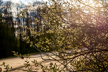 Image showing Nature background with pussy willow branches. 