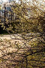 Image showing Nature background with pussy willow branches. 