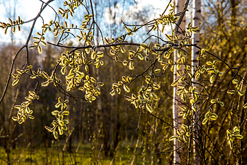Image showing Nature background with pussy willow branches. 