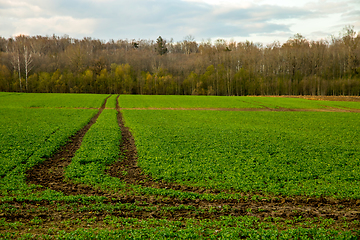 Image showing Path on the green cereal field.