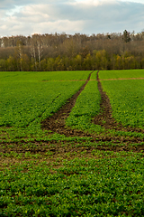 Image showing Path on the green cereal field.