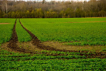 Image showing Path on the green cereal field.