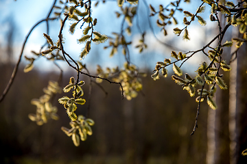 Image showing Nature background with pussy willow branches. 