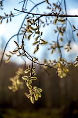 Image showing Nature background with pussy willow branches. 