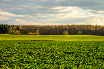 Image showing Landscape with cereal field, forest and blue sky