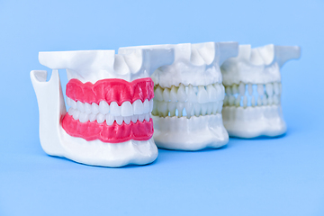 Image showing Human jaws with teeth and gums anatomy models