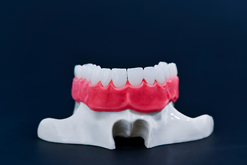 Image showing Upper human jaw with teeth and gums anatomy model