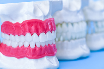 Image showing Human jaws with teeth and gums anatomy models