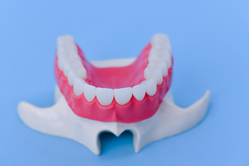 Image showing Upper human jaw with teeth and gums anatomy model