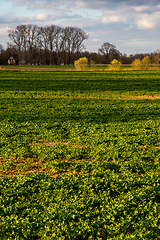 Image showing Landscape with cereal field, trees and blue sky