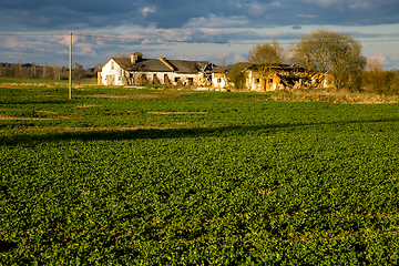 Image showing Landscape with cereal field, old farm house and blue sky.