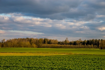 Image showing Landscape with cereal field, forest and blue sky