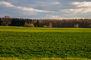 Image showing Landscape with cereal field, forest and blue sky