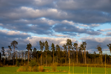 Image showing Landscape with pine trees and blue sky
